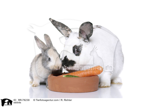 Kaninchen / rabbits / RR-78238