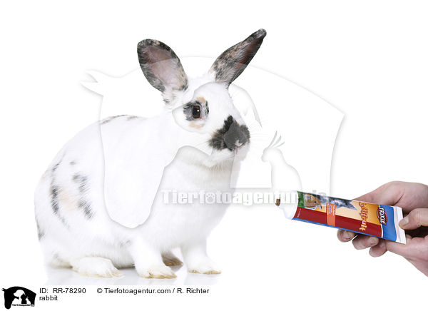 Kaninchen / rabbit / RR-78290