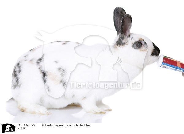 Kaninchen / rabbit / RR-78291