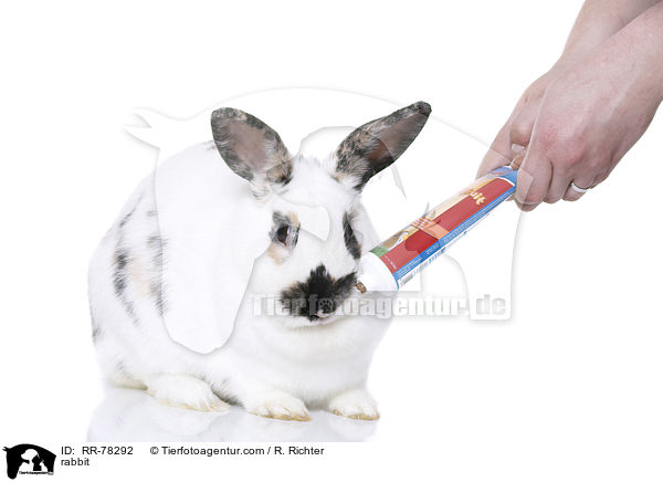 Kaninchen / rabbit / RR-78292