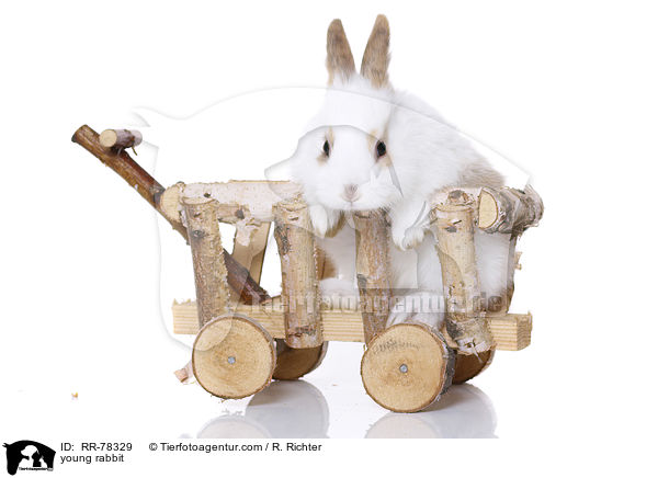 junges Kaninchen / young rabbit / RR-78329