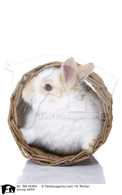 young rabbit / RR-78369