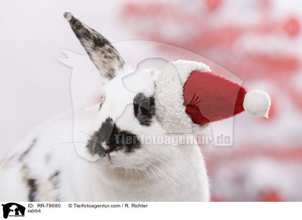 rabbit / RR-78680
