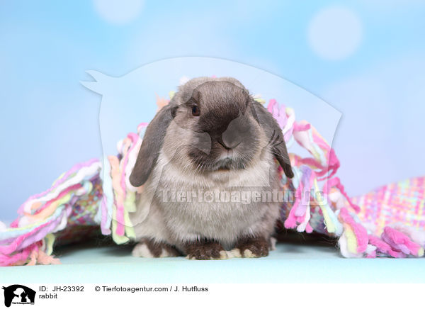 Kaninchen / rabbit / JH-23392