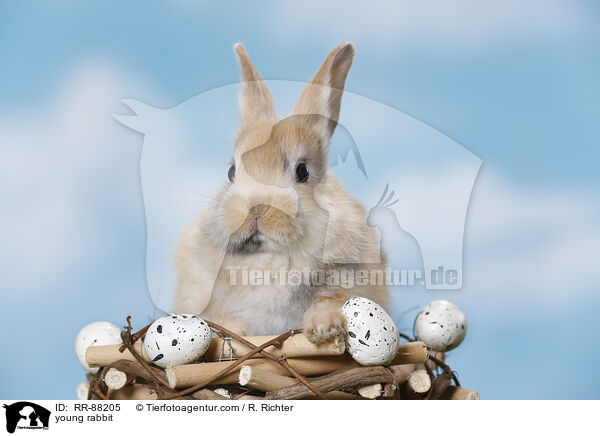 junges Kaninchen / young rabbit / RR-88205