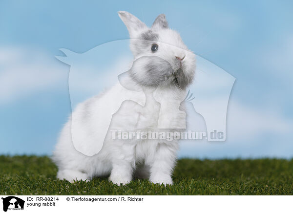 junges Kaninchen / young rabbit / RR-88214