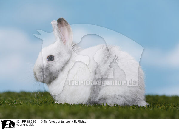 junges Kaninchen / young rabbit / RR-88219