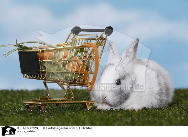 junges Kaninchen / young rabbit / RR-88223