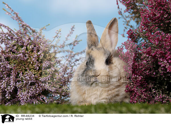 junges Kaninchen / young rabbit / RR-88234