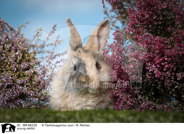 junges Kaninchen / young rabbit / RR-88236