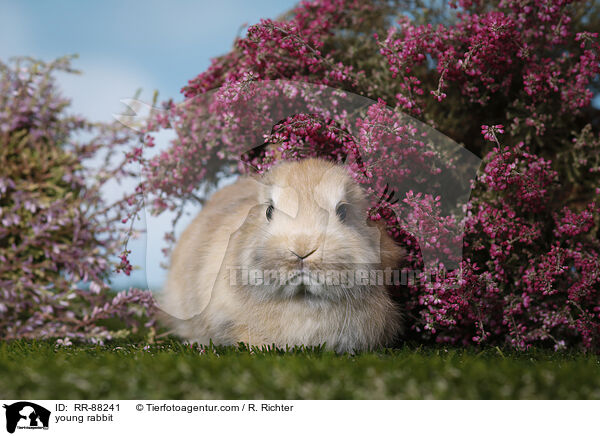 junges Kaninchen / young rabbit / RR-88241