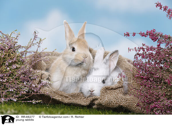 junge Kaninchen / young rabbits / RR-88277