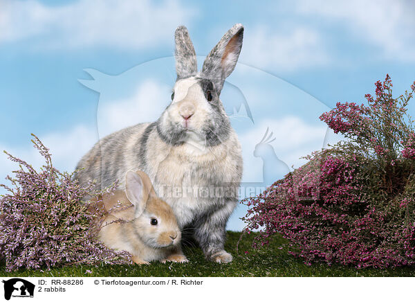 2 Kaninchen / 2 rabbits / RR-88286