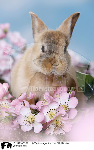 junges Kaninchen / young rabbit / RR-88328
