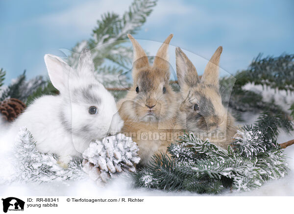 junge Kaninchen / young rabbits / RR-88341
