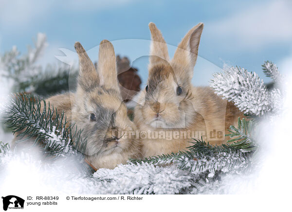 junge Kaninchen / young rabbits / RR-88349