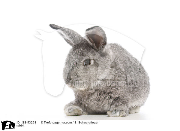 Kaninchen / rabbit / SS-53293