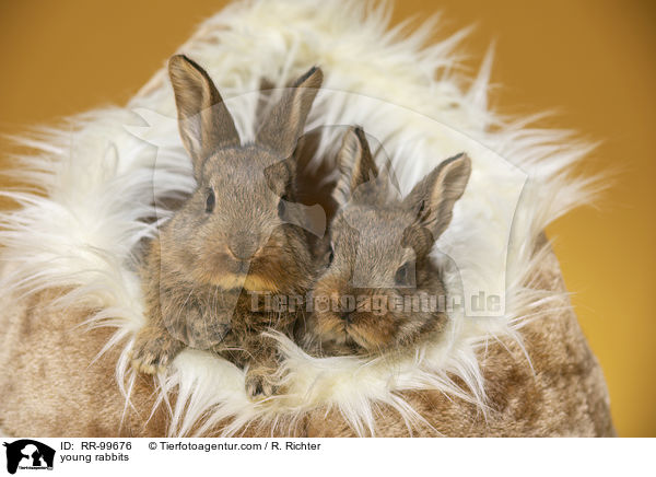 junge Kaninchen / young rabbits / RR-99676