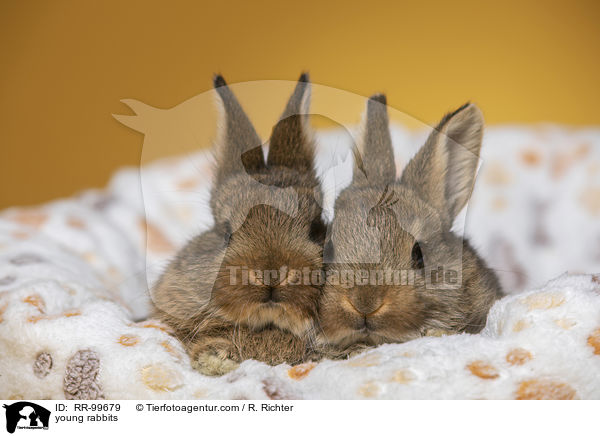 junge Kaninchen / young rabbits / RR-99679