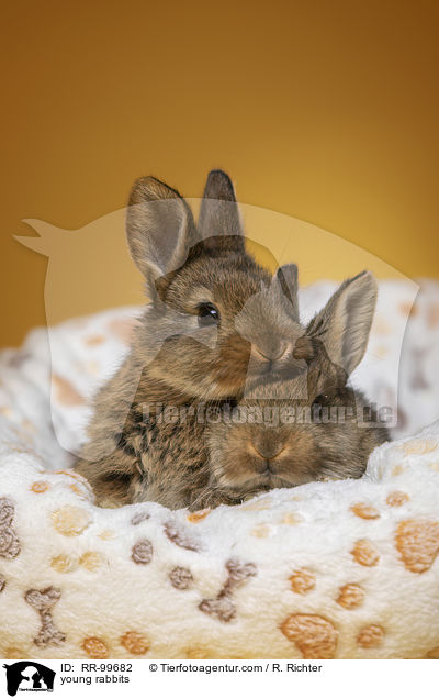 junge Kaninchen / young rabbits / RR-99682