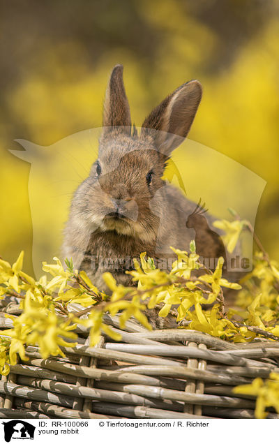 junges Kaninchen / young rabbit / RR-100066