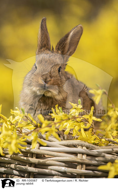 junges Kaninchen / young rabbit / RR-100067