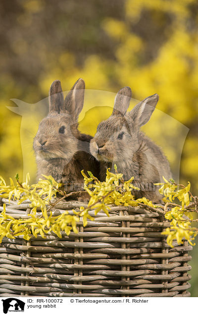 junges Kaninchen / young rabbit / RR-100072