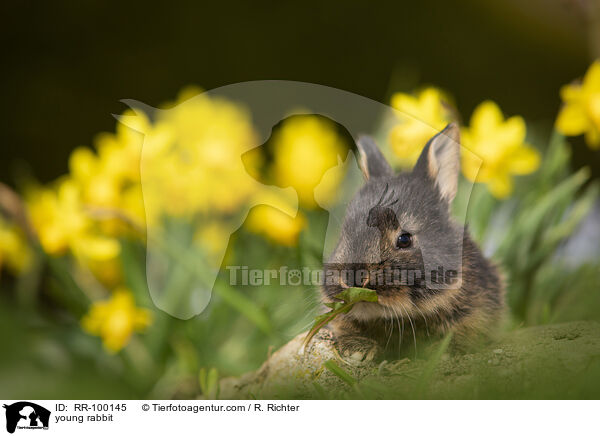 Kaninchenbaby / young rabbit / RR-100145