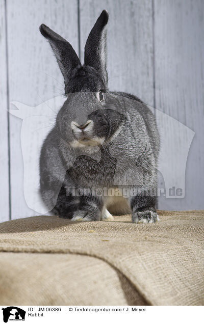 Kaninchen / Rabbit / JM-06386