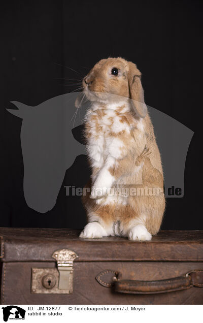 Kaninchen im Studio / rabbit in studio / JM-12877
