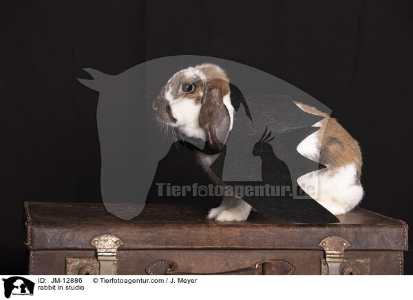 rabbit in studio / JM-12886