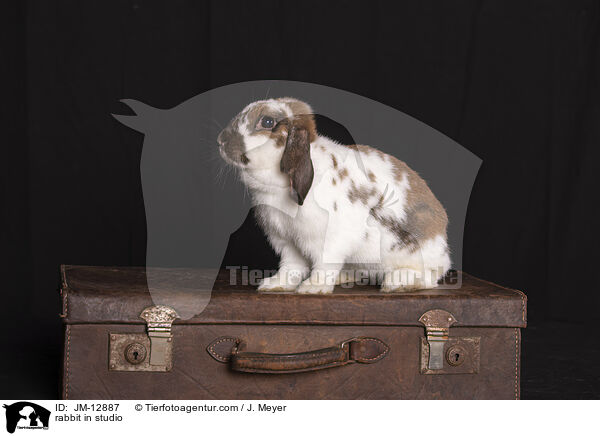 Kaninchen im Studio / rabbit in studio / JM-12887
