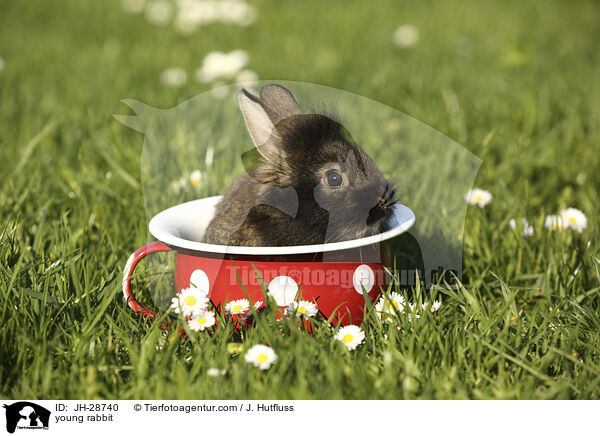 Kaninchenbaby / young rabbit / JH-28740