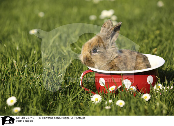 Kaninchenbaby / young rabbit / JH-28743