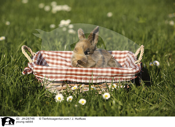 Kaninchenbaby / young rabbit / JH-28746
