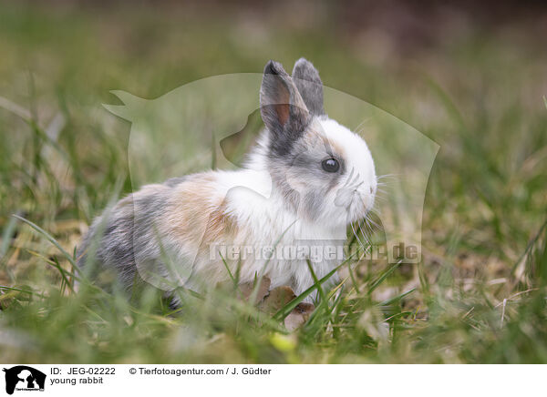 junges Kaninchen / young rabbit / JEG-02222