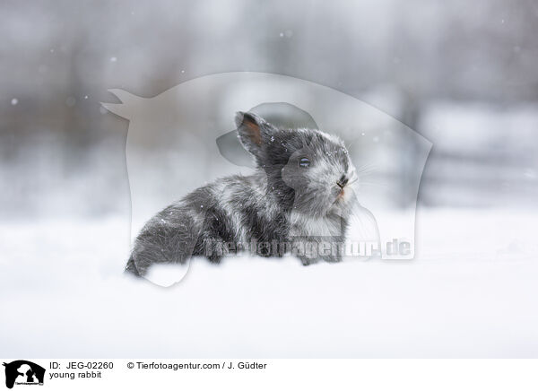 junges Kaninchen / young rabbit / JEG-02260