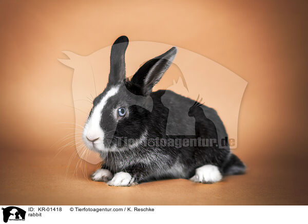Kaninchen / rabbit / KR-01418