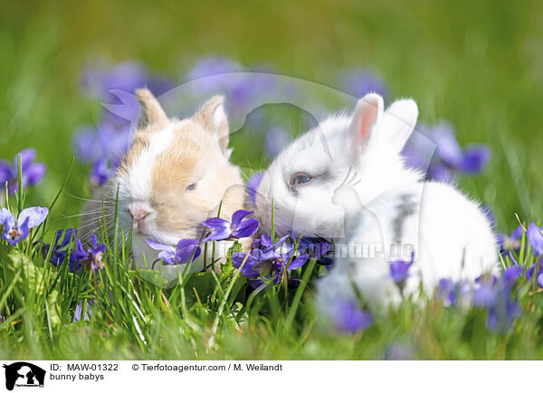 Kaninchen Babies / bunny babys / MAW-01322