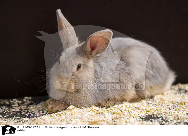 Kaninchen / rabbit / DMS-12117