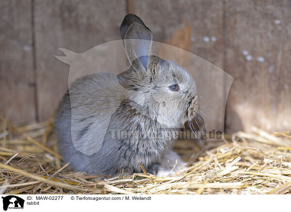 Kaninchen / rabbit / MAW-02277