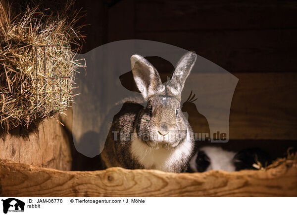 Kaninchen / rabbit / JAM-06778