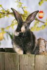 rabbit