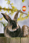 rabbit