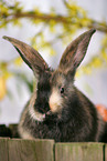 rabbit