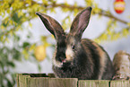 rabbit