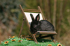 young bunny