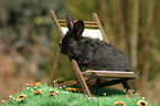 young bunny