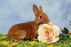 young rabbit