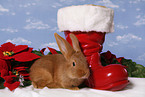 christmas bunny